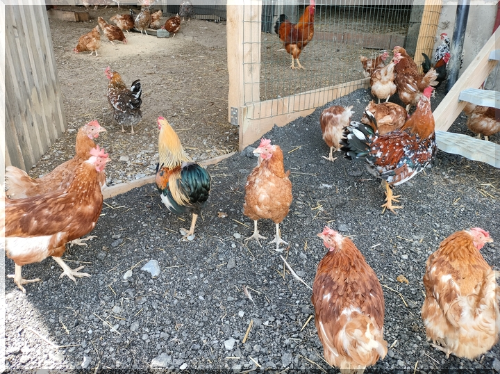 Zvieratá na farme