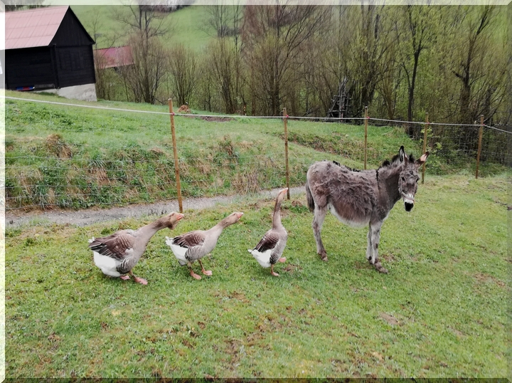 Zvieratá na farme