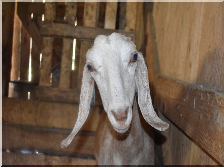 Zvieratá na farme