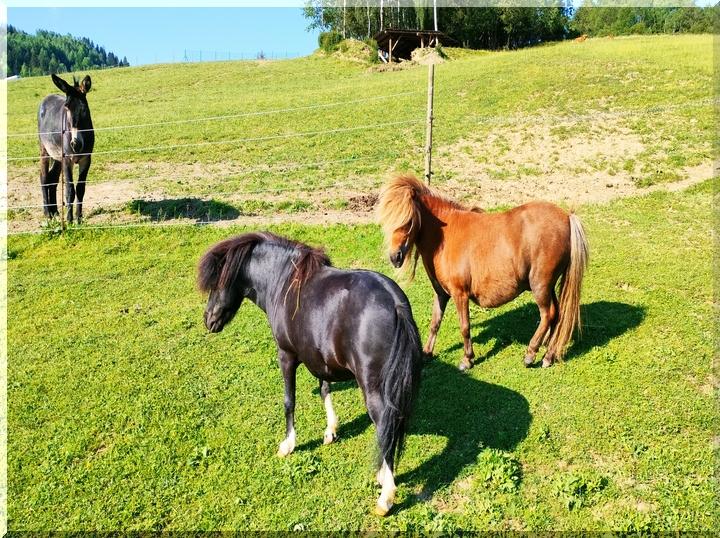 Zvieratá na farme