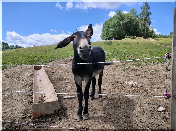 Zvieratá na farme