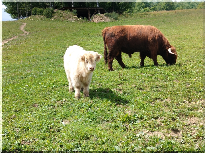 Zvieratá na farme