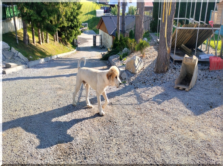 Zvieratá na farme